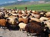 ararat-sheep-14